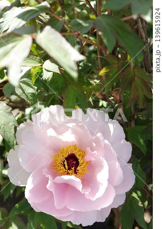 ピンク色の牡丹の花 ピンク色の牡丹の花 139615924