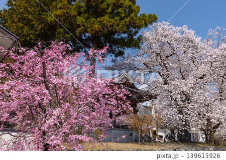 山梨県南アルプス市上市之瀬 桜の名所高峰山妙了寺 参道を彩るベニシダレザクラやソメイヨシノと鐘撞堂 山梨県南アルプス市上市之瀬 桜の名所高峰山妙了寺 参道を彩るベニシダレザクラやソメイヨシノと鐘撞堂 139615926