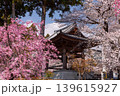 山梨県南アルプス市上市之瀬　桜の名所高峰山妙了寺　参道を彩るベニシダレザクラやソメイヨシノと鐘撞堂 139615927