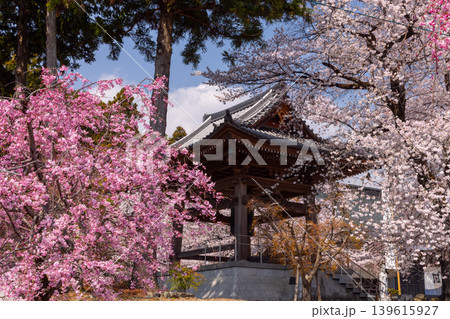 山梨県南アルプス市上市之瀬 桜の名所高峰山妙了寺 参道を彩るベニシダレザクラやソメイヨシノと鐘撞堂 山梨県南アルプス市上市之瀬 桜の名所高峰山妙了寺 参道を彩るベニシダレザクラやソメイヨシノと鐘撞堂 139615927