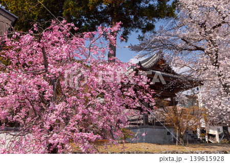 山梨県南アルプス市上市之瀬 桜の名所高峰山妙了寺 参道を彩るベニシダレザクラやソメイヨシノと鐘撞堂 山梨県南アルプス市上市之瀬 桜の名所高峰山妙了寺 参道を彩るベニシダレザクラやソメイヨシノと鐘撞堂 139615928