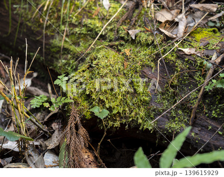苔が生えた朽木 苔が生えた朽木 139615929