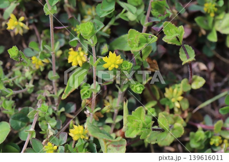 春の野原に咲く黄色い小さな粒状のコメツブツメクサの花 春の野原に咲く黄色い小さな粒状のコメツブツメクサの花 139616011