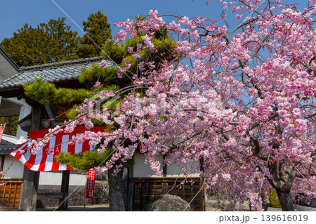山梨県南アルプス市上市之瀬 桜の名所高峰山妙了寺 山門とベニシダレザクラの景色 山梨県南アルプス市上市之瀬 桜の名所高峰山妙了寺 山門とベニシダレザクラの景色 139616019