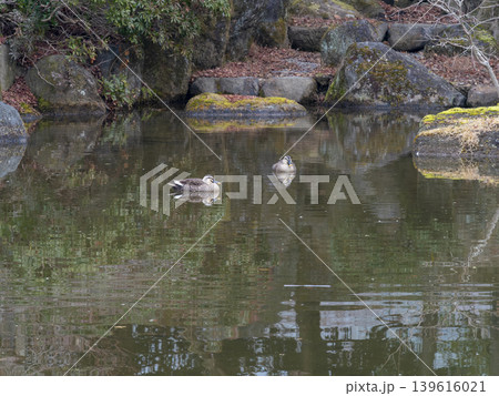 奈良公園の池に住むカルガモ 139616021