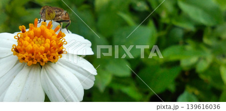 Macro shot of a flower fly perched on a white flower with a bright yellow center in a natural green garden. Macro shot of a flower fly perched on a white flower with a bright yellow center in a natural green garden. 139616036