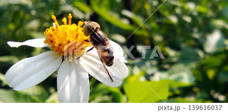 Macro shot of a flower fly perched on a white flower with a bright yellow center in a natural green garden. 139616037