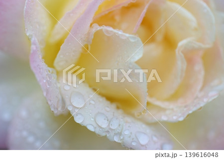 雨に濡れた秋のバラ 139616048