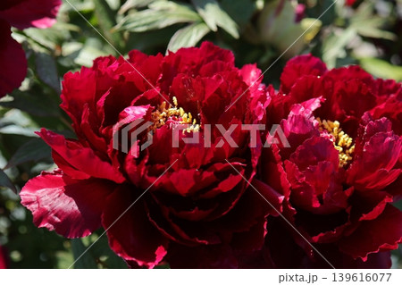 赤い牡丹の花 赤い牡丹の花 139616077
