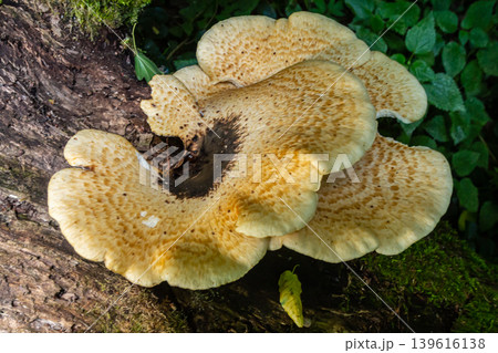 Cerioporus squamosus, also known as Pheasant's back mushrooms and dryad's saddle, is a basidiomycete bracket fungus found growing on dead trees Cerioporus squamosus, also known as Pheasant's back mushrooms and dryad's saddle, is a basidiomycete bracket fungus found growing on dead trees 139616138