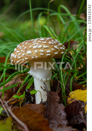 The Amanita pantherina, or the Panther Cap, a beautiful and iconic mushroom. A muted relative of the Amanita muscaria or fly agaric, its cap features a bold pattern The Amanita pantherina, or the Panther Cap, a beautiful and iconic mushroom. A muted relative of the Amanita muscaria or fly agaric, its cap features a bold pattern 139616142