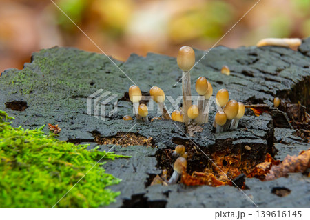 Mushrooms of Amanita phalloides growing on decaying wood in a forest during early autumn Mushrooms of Amanita phalloides growing on decaying wood in a forest during early autumn 139616145