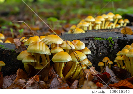 Sulphur tuft, Hypholoma fasciculare, or clustered woodlover on a dead tree 139616146