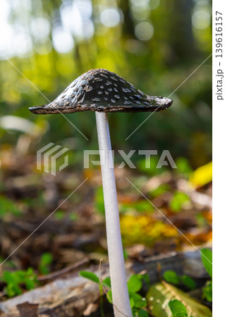 Coprinopsis Picacea also known as Magpie fungus poisonous mushroom in forest Coprinopsis Picacea also known as Magpie fungus poisonous mushroom in forest 139616157