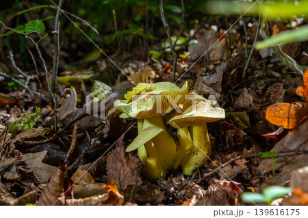 Unique collection of Amanita phalloides and Tricholoma sulphureum mushrooms found under leafy forest floor in autumn Unique collection of Amanita phalloides and Tricholoma sulphureum mushrooms found under leafy forest floor in autumn 139616175