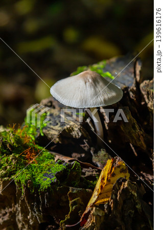 Psathyrella and Mycena galericulata mushrooms grow on a decaying log in a forest at dusk, showcasing fine details of their cap and surrounding moss Psathyrella and Mycena galericulata mushrooms grow on a decaying log in a forest at dusk, showcasing fine details of their cap and surrounding moss 139616176