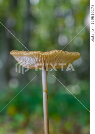 Oudemansiella radicata mushroom growing in a forest setting showcasing gills and stem under natural light Oudemansiella radicata mushroom growing in a forest setting showcasing gills and stem under natural light 139616178