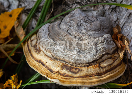 Fomitopsis pinicola, is a stem decay fungus common on softwood and hardwood trees. Its conk fruit body is known as the red-belted conk. The species is common throughout temperate Europe and Asia 139616183