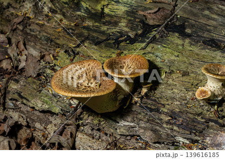 Dryad's saddle mushroom growing on a log in a dense forest during autumn Dryad's saddle mushroom growing on a log in a dense forest during autumn 139616185