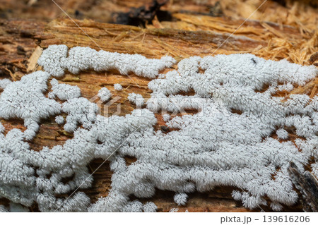 Ceratiomyxa fruticulosa grows on wood forming white frost-like structures in a forest setting during the day Ceratiomyxa fruticulosa grows on wood forming white frost-like structures in a forest setting during the day 139616206