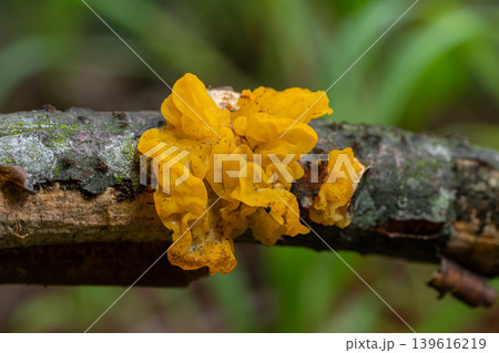Bright yellow gelatinous fungus on fallen branch in forest during daylight Bright yellow gelatinous fungus on fallen branch in forest during daylight 139616219