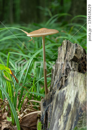 Deep rooted shank mushroom grows tall near a wooden stump in a dense green forest under natural light in late summer Deep rooted shank mushroom grows tall near a wooden stump in a dense green forest under natural light in late summer 139616229