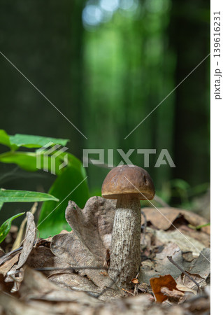 Brown birch bolete mushroom growing in a forest setting among leaves and greenery during daylight Brown birch bolete mushroom growing in a forest setting among leaves and greenery during daylight 139616231