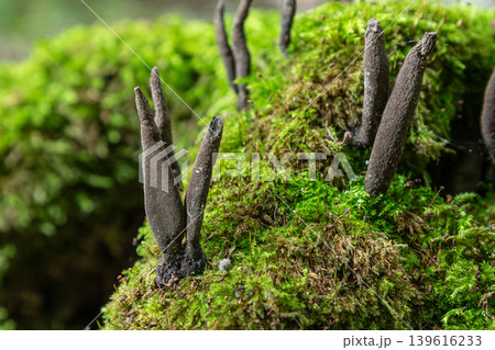 Dark finger-like fungi growth on mossy woodland floor in natural setting during daytime Dark finger-like fungi growth on mossy woodland floor in natural setting during daytime 139616233