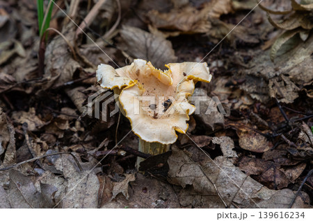 Bright yellow chanterelle mushroom found among fallen leaves in a natural setting during the fall season Bright yellow chanterelle mushroom found among fallen leaves in a natural setting during the fall season 139616234