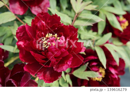 赤い牡丹の花 139616279