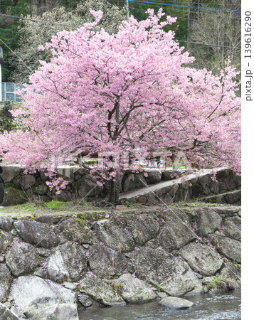綺麗な樹形の河津桜　(佐賀県・見返りの滝) 139616290