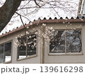 駅舎の窓に映る桜 139616298