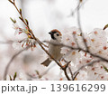 桜の枝に止まる雀 139616299