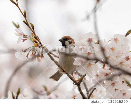 桜の枝に止まる雀 桜の枝に止まる雀 139616299