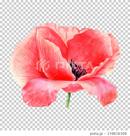 Watercolor red poppy flower illustration isolated on white. Hand drawn botanical floral clipart element for nature-themed designs. Realistic detailed sketch of vibrant papaver for textile design. Watercolor red poppy flower illustration isolated on white. Hand drawn botanical floral clipart element for nature-themed designs. Realistic detailed sketch of vibrant papaver for textile design. 139616306