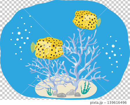 Southern Boxfish with Coral Background Southern Boxfish with Coral Background 139616496