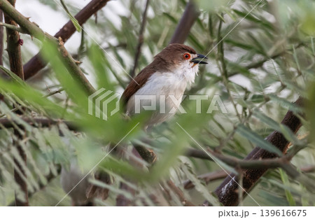 Yellow-eyed Babbler It is a small bird in the Paradoxornithidae family. Its name comes from its bright yellow eye rings. This bird is often found in grasslands, scrubland, and dense agricultural 139616675