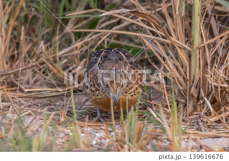 Turnix sylvaticus lives in grasslands agricultural areas with scattered shrubs, uncommon. Turnix sylvaticus lives in grasslands agricultural areas with scattered shrubs, uncommon. 139616676
