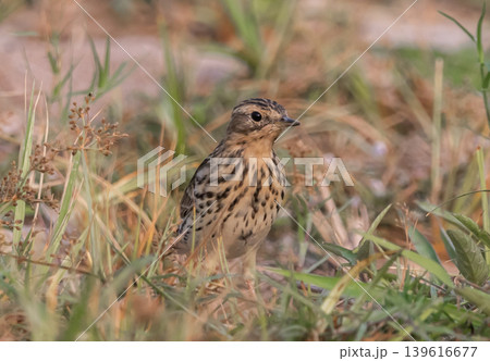 Oriental Skylark It has a crest at the back of its neck and a slender beak, which is different from other species of weaver birds found in Thailand. It lives in open areas, short grasslands, and rice Oriental Skylark It has a crest at the back of its neck and a slender beak, which is different from other species of weaver birds found in Thailand. It lives in open areas, short grasslands, and rice 139616677