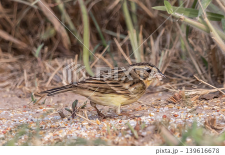 Yellow-breasted Bunting migratory birds enter Thailand during the winter or outside the breeding season. They are rarely found in suitable habitats or can only be found in certain areas. Yellow-breasted Bunting migratory birds enter Thailand during the winter or outside the breeding season. They are rarely found in suitable habitats or can only be found in certain areas. 139616678