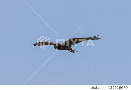 Eastern Marsh Harrier (Circus spilonotus (Kaup 1847) It is a type of bird of prey. In the family of hawks and eagles (Accipitridae) found distributed in East Asia, from China, Korea, Japan to Eastern Marsh Harrier (Circus spilonotus (Kaup 1847) It is a type of bird of prey. In the family of hawks and eagles (Accipitridae) found distributed in East Asia, from China, Korea, Japan to 139616679