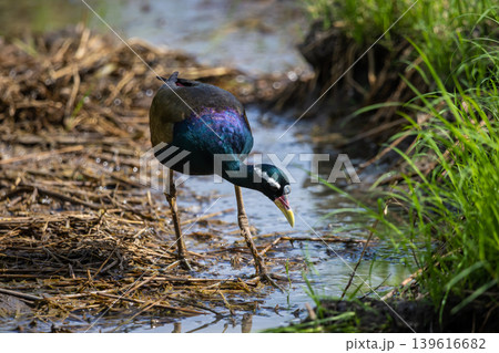 Bronze-winged Jacana on the ground. Bronze-winged Jacana on the ground. 139616682