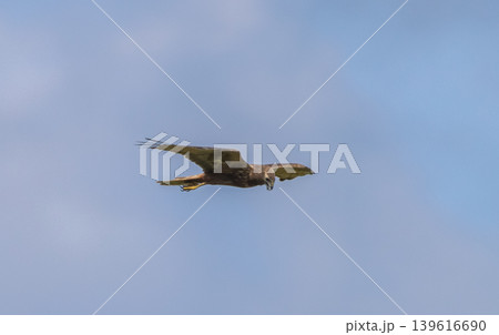 Eastern Marsh Harrier (Circus spilonotus (Kaup, 1847) It is a type of bird of prey. In the family of hawks and eagles (Accipitridae) found distributed in East Asia, from China, Korea, Japan to Eastern Marsh Harrier (Circus spilonotus (Kaup, 1847) It is a type of bird of prey. In the family of hawks and eagles (Accipitridae) found distributed in East Asia, from China, Korea, Japan to 139616690