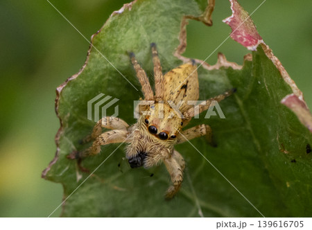 jumping spider sitting on a blade of grass. 139616705