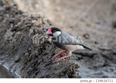 Java Sparrow (Lonchura oryzivora) standing on the ground. 139616711