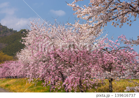 山梨県南アルプス市曲輪田 大和川沿いのベニシダレザクラなどの桜並木 山梨県南アルプス市曲輪田 大和川沿いのベニシダレザクラなどの桜並木 139616737