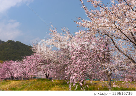 山梨県南アルプス市曲輪田 大和川沿いのベニシダレザクラなどの桜並木 山梨県南アルプス市曲輪田 大和川沿いのベニシダレザクラなどの桜並木 139616739