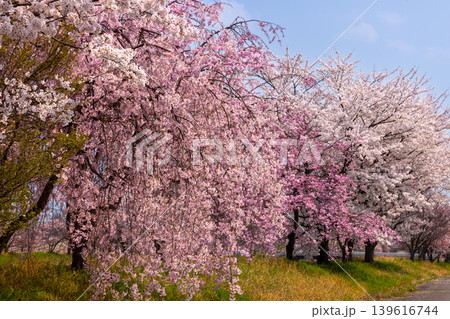 山梨県南アルプス市曲輪田 大和川沿いのベニシダレザクラなどの桜並木 山梨県南アルプス市曲輪田 大和川沿いのベニシダレザクラなどの桜並木 139616744
