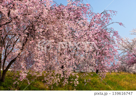 山梨県南アルプス市曲輪田 大和川沿いのベニシダレザクラなどの桜並木 山梨県南アルプス市曲輪田 大和川沿いのベニシダレザクラなどの桜並木 139616747