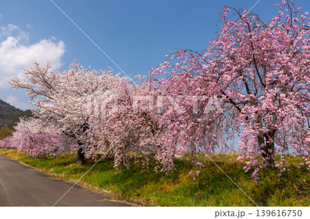 山梨県南アルプス市曲輪田 大和川沿いのベニシダレザクラなどの桜並木 山梨県南アルプス市曲輪田 大和川沿いのベニシダレザクラなどの桜並木 139616750